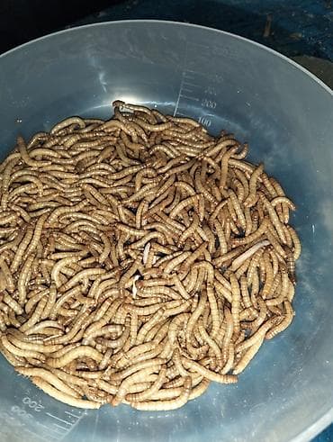 toy oudel: Canlı unqurdları (mealworm – Tenebrio molitor sürfələri — 1