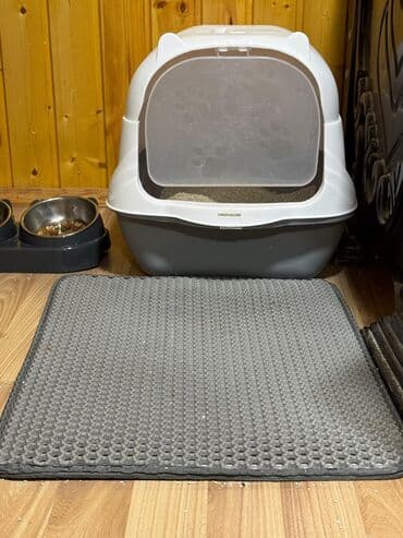 ən şirin pişiklər: Şotland yastı qulaq, Erkək, Yaxşı əllərə, Ünvandan götürmə — 4