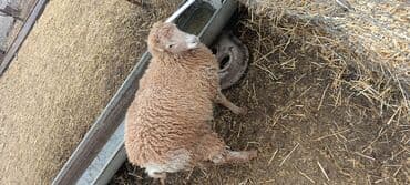 Satılır: Qoyun - Cins: Yundanlı, ət və yun üçün münasib - Rəng: Açıq