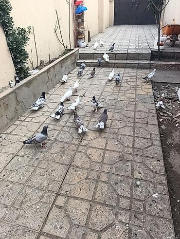 karella quş: Göyərçinlər satılır –tek cüt fərqi yoxdur kim görerem olsa münasib — 10