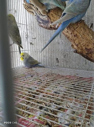 goyercin sekli: Nömrəli qəfəsdə müxtəlif rəngli dalğalı tutuquşular — 6
