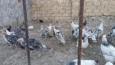 Hindusqa cuceleri satılır bir ədədi 30 az 4 aylıqdı tecili satilir