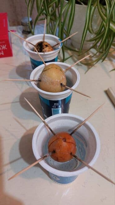 püstə ağacı: 🌱 Авакадо. Красивые деревья из косточки, были посажены дома около 5-ти — 3