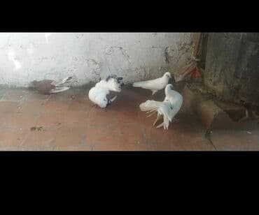 amerika devequsu haqqinda melumat: Salam pavilin satilir Rasiya sortudu,icinde birdene maya are Alman — 3