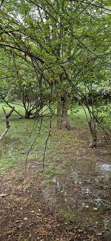 qebelede heyet evleri satilir: 85 sot, Kənd təsərrüfatı, Mülkiyyətçi, Kupça (Çıxarış) — 4