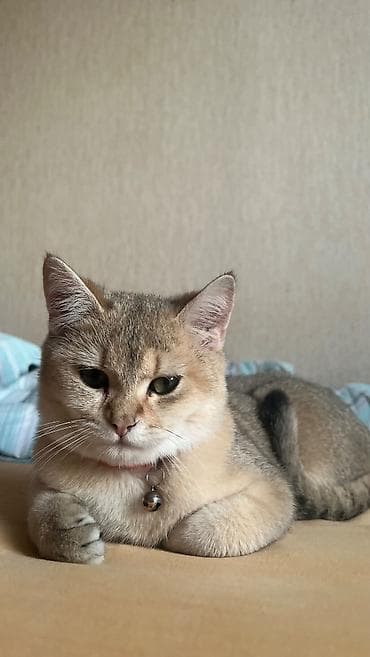 Qızıl şinşilla, Erkək, Cütləşmə üçün