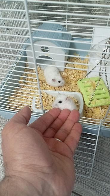 ev itleri balaca: Ağ rəngli cücərtili Cırtdan hamsterlər (xurma gözlü), qəfəs və — 4