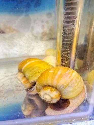 akvaryum aksesuarlari: İri ölçüdə akvariumu temizleyen ilbizlerimiz artiq yem qaliqlari ve — 2