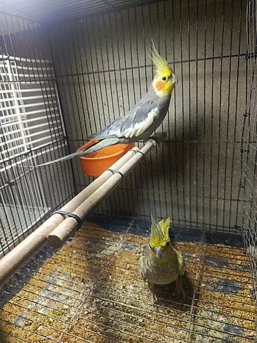 papuqay sesi: Korella tutuquşu satılır qiymət 75 manat sondu ünvan yeni suraxanı 3 — 2