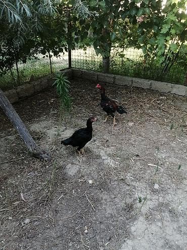 Toyuq cücələri, Damazlıq — 3