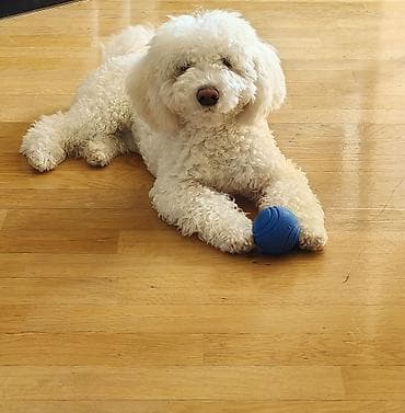 itlərin cütləşdirilməsi: Bişon Frize, 6 ay, Erkek — 2