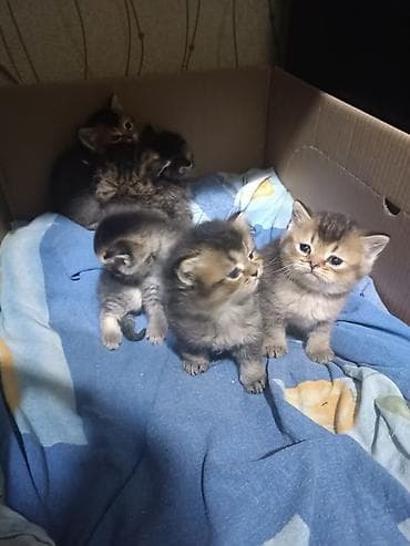 bala ordək: Ana Britan,Ata Şinşila pişik balaları - Cins: Brit və Şinşila (qısa — 2