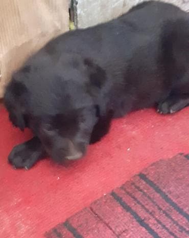 it alanlar: Labrador-retriver, 1 ay, Dişi, Peyvəndli — 8