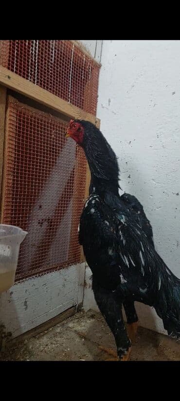 Коровы, быки: O shamo Safqan döyüş tipli xoruz (uzunboyun, qara lələklər üzərində ağ — 2