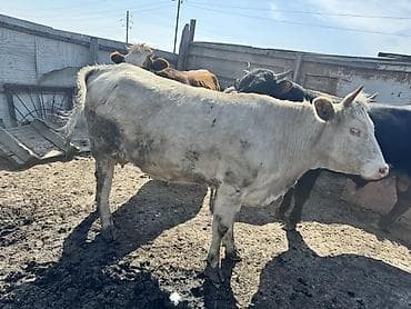 balali inək: 1 ci qarına ağır boğaz Südlük inək – ağ rəngli, qısa buynuzlu. Orta — 2