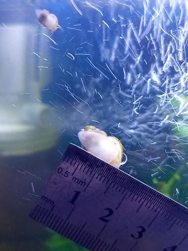 it bala: Akvaryum üçün alma ilbizləri (Apple Snail, Pomacea spp.) - Rənglər — 3
