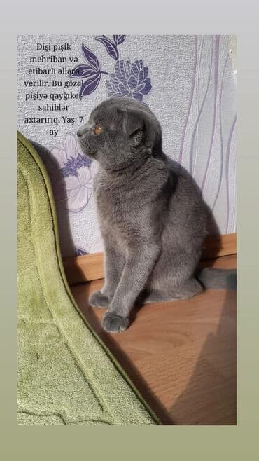 etibarli ellere it verilir: Şotland yastı qulaq, Dişi, Yaxşı əllərə, Ünvandan götürmə — 1