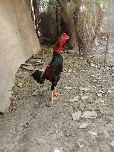Птицы: Heyratı 
meydan xoruzu balasidir bərk təpiki var — 6