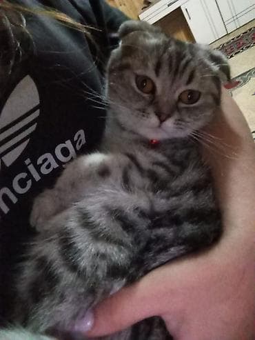 golden pişik: Şotland yastı qulaq, Dişi — 1