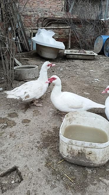 Satılır: Ağ maskov ördəkləri (muskovy duck) İkisi 5 aylqdılar. Erkek