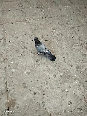 su samuru: Cavan quşlardi .Uçan quşlarin balalarıdir.Vaxt olmur uçurtmağa — 2