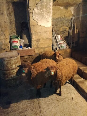 sort qoyunlar: Dişi, il: 1, 40 kq, Ətlik, Ünvandan götürmə — 1