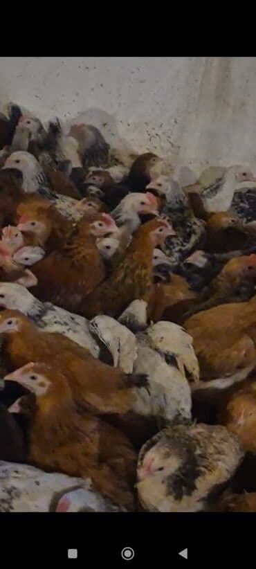 Daewoo: Куриные цыплята, Для мяса — 2