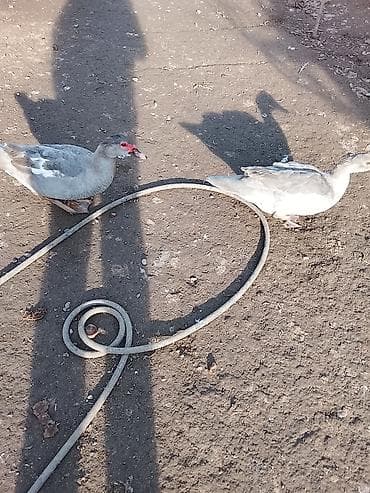 ordek sekilleri: Salam heyvanlar kom satilir 5feredi 1de erkey yumurtaya hazir — 5