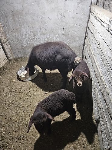 Akvariumlar: Qarabaş rəngli qoyun dəstəsi - Növ: yerli ətlik qoyun - Tərkib: ana — 3