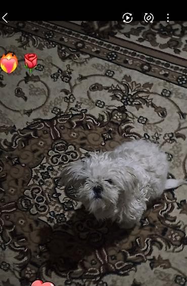 Malta bolonka, Dişi