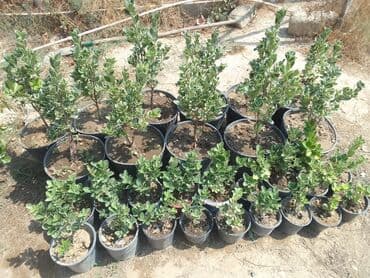 Digər bitkilər: Şimşad bitkisi bağlar, parklar və landşaft dizaynında geniş istifadə — 9