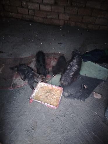 simmental cinsi: 5 ay — 3