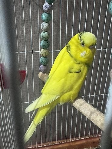 tutuquş: Sarı rəngli dalmatin naxışlı büdcəri (dalğalı) tutuquşu və qəfəs dəsti — 2