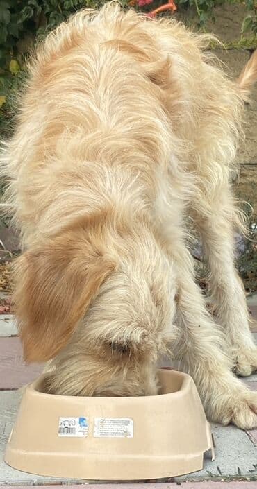 it şəkilləri: 1 год, Самец, Самовывоз — 3