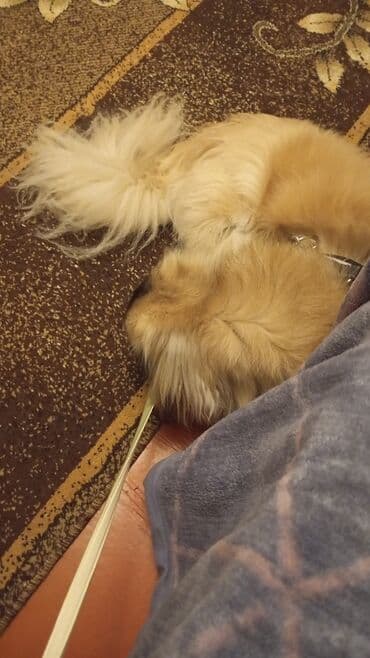 it alanlar: Pekines, 1 il, Erkek, Peyvəndli, Ünvandan götürmə — 3