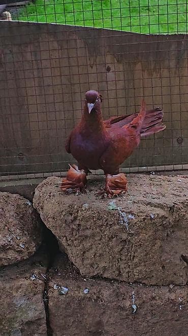 iran qusu: Erkeydi — 3