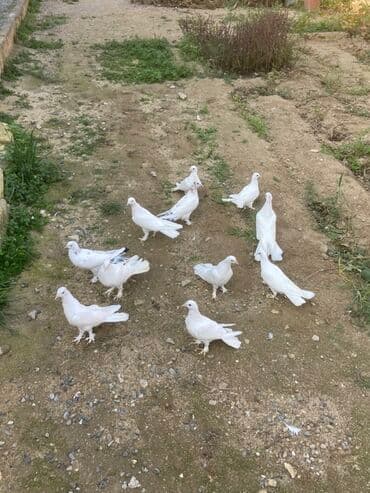 danışan quş: Hündürayağ enniquyruğlar Cavan quşlardı törəmədilər Gözlü cinsdi — 3