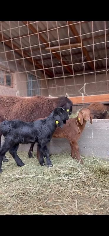 qoyun sekili: Qoyun və quzu dəsti - Ana qoyun: yerli ətlik-tip (qara başlı — 2