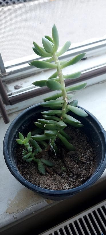 Daxili sukulentlər kolleksiyası – 4 müxtəlif növ - Sansevieria — 4