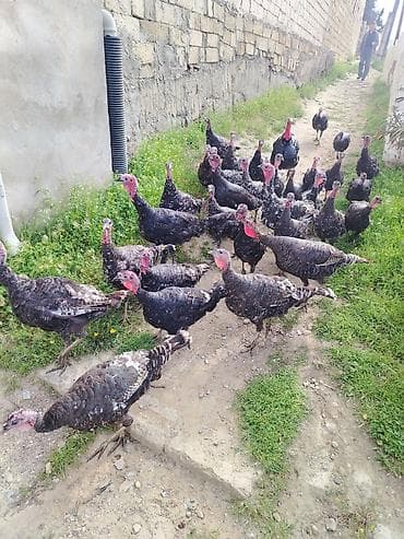 kənd toyuqlarının satışı: Salam. 6 aylıq kanada, bronz hinduwka fərələri satıram. Təzə — 1