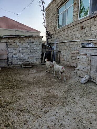 Digər kənd təsərrüfatı heyvanları: Erkək quzu — 1