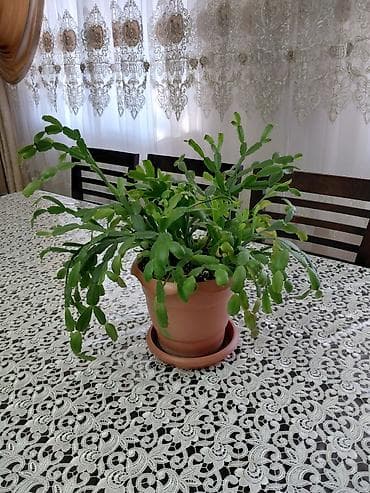 ucuz gül: Schlumbergera (Dekabr gülü) – saksıda dekorativ sukulent - Bitki — 1