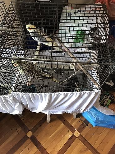 heyvanlar quşlar: Cutu 80 m, real aliciyla razilashmaq olar, tek tekde satilir, ag — 3