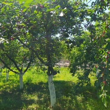 qızılın kreditlə satışı: 4 otaqlı, 140 kv. m, Kredit yoxdur, Yeni təmirli — 28
