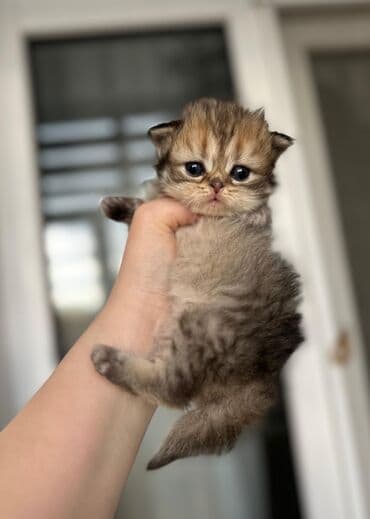 купить котенка бесплатно: Шотладская вислоухая, Самец, Самка — 2