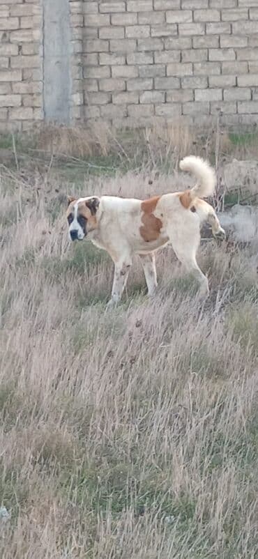 it davası: Qurdbasar, 2 il, Erkek, Peyvəndli, Pulsuz çatdırılma — 3