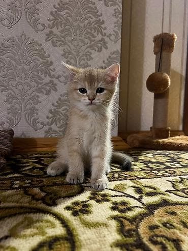 heyvan pişik: Qızılı rəngli bala pişik - Cins: ev pişiyi (qızılı/krem rəng çaları) — 4