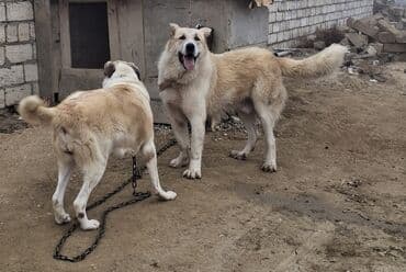 qafqaz coban iti satisi: Alabay — 3