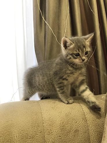 pisiy: Şotland, Dişi — 3