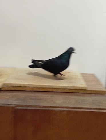 qara quyruq: Qara Ərkey Tutulma 12 Tük Dolaq — 1